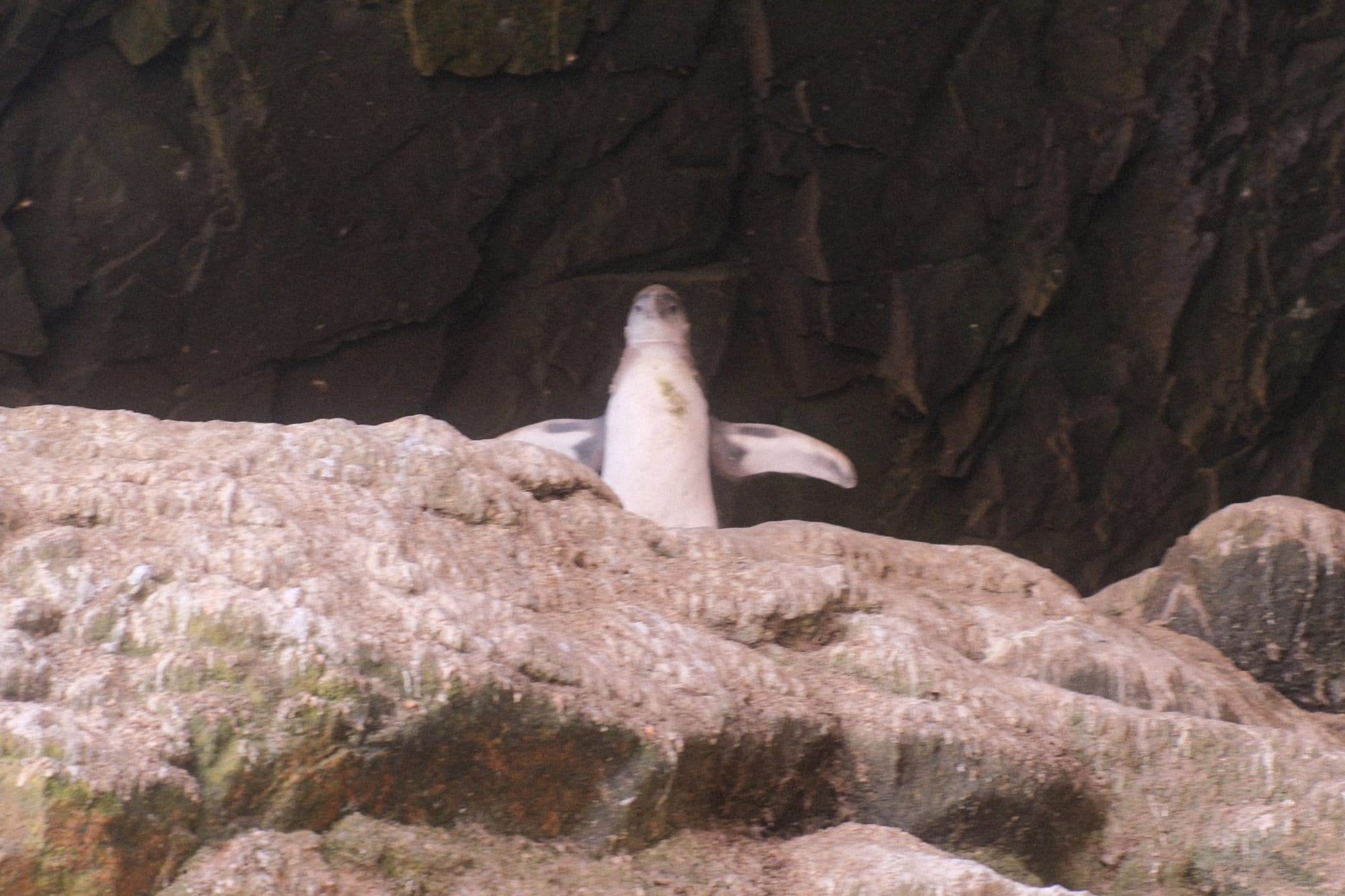 As Ilhas Ballestas de barco